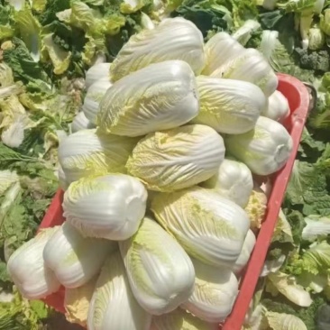 娃娃菜源头产地量大价优接待各种品质要求