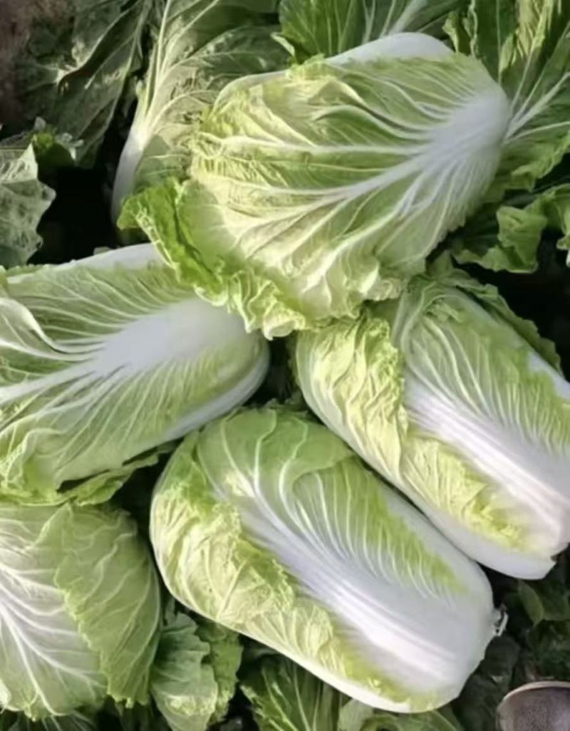 娃娃菜源头产地量大价优接待各种品质要求