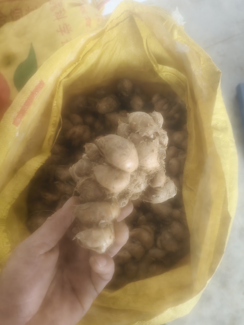 正宗新鲜沙姜特产大个沙姜山奈砂姜广东白切鸡老生姜蘸调味配
