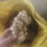 沙姜新鲜现挖广东湛江茂名特产山奈白切鸡椰子鸡调配料老姜可种苗