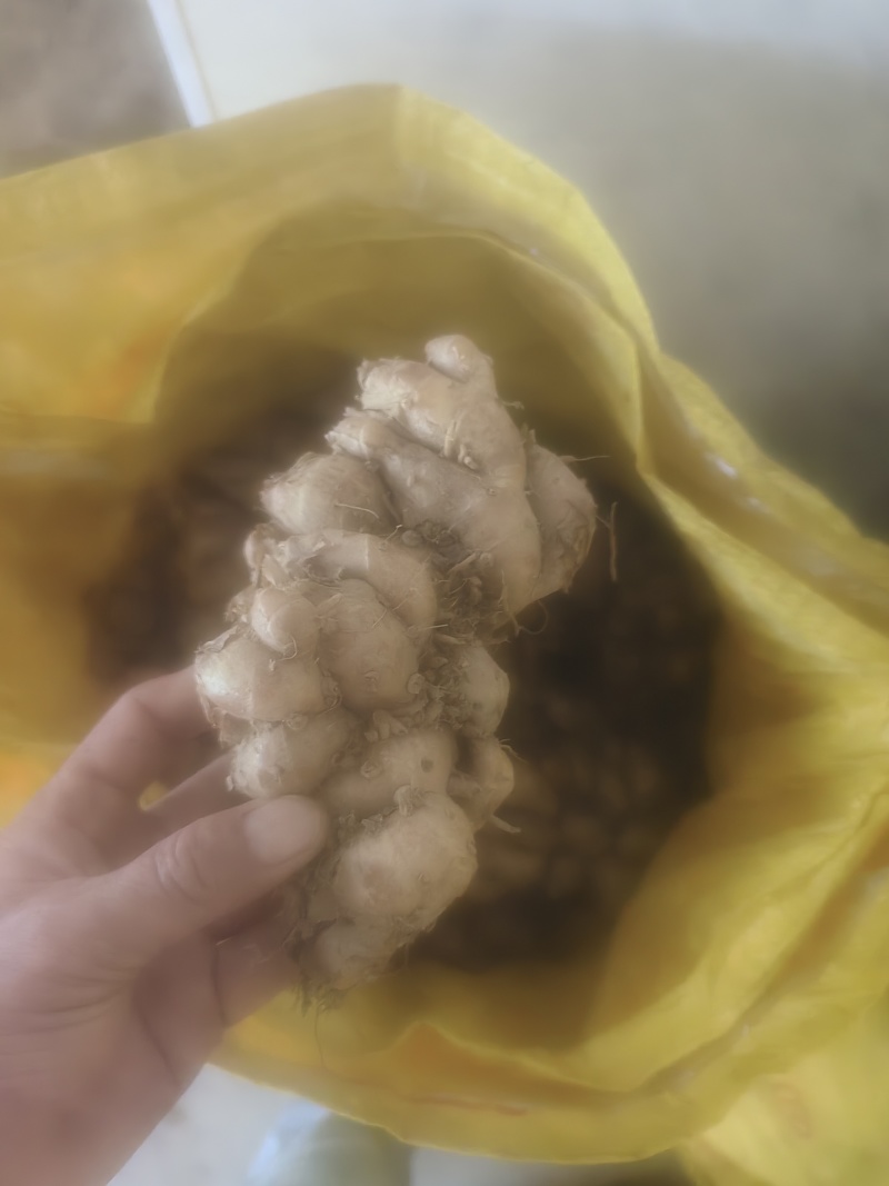 沙姜新鲜现挖广东湛江茂名特产山奈白切鸡椰子鸡调配料老姜可种苗