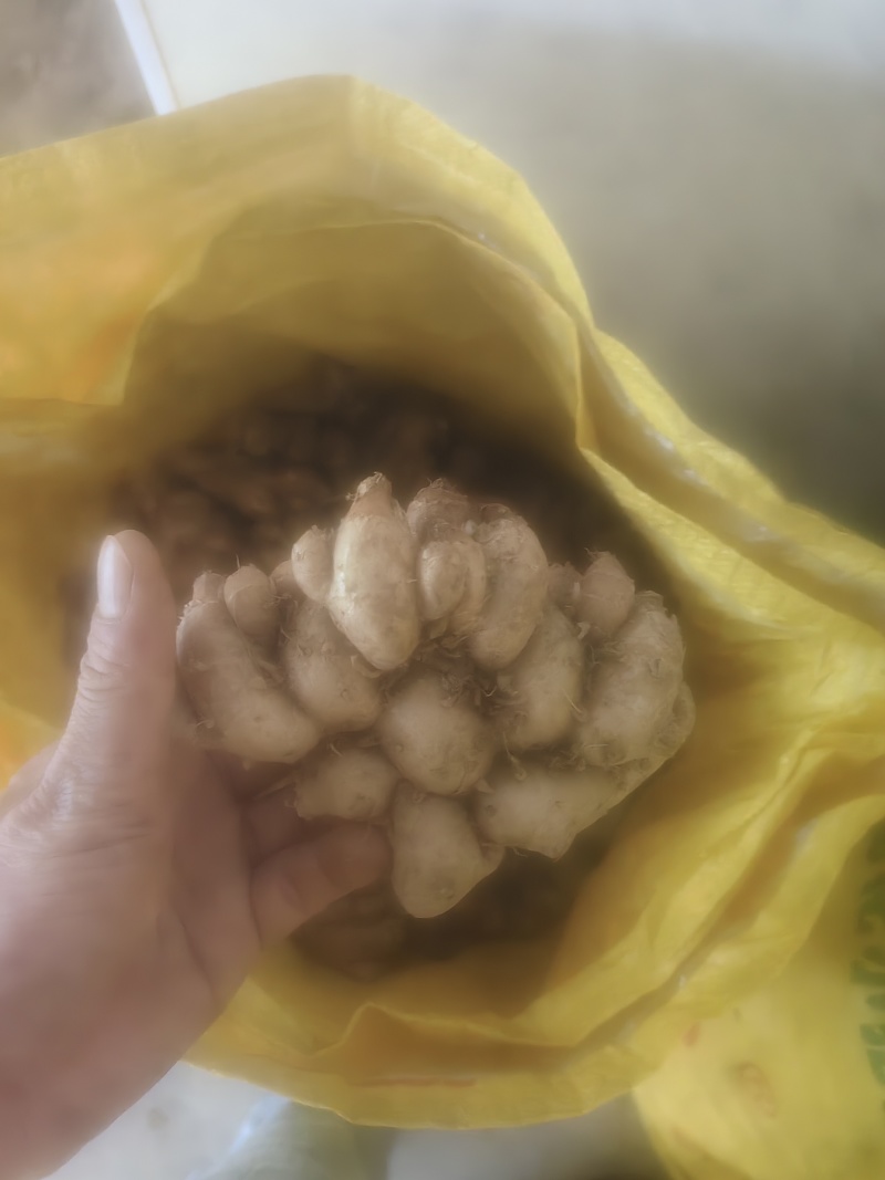 沙姜新鲜现挖广东湛江茂名特产山奈白切鸡椰子鸡调配料老姜可种苗
