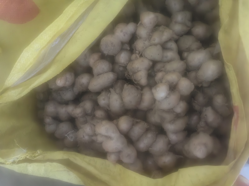 沙姜新鲜现挖广东湛江茂名特产山奈白切鸡椰子鸡调配料老姜可种苗