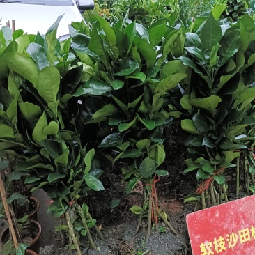 软枝沙田柚苗