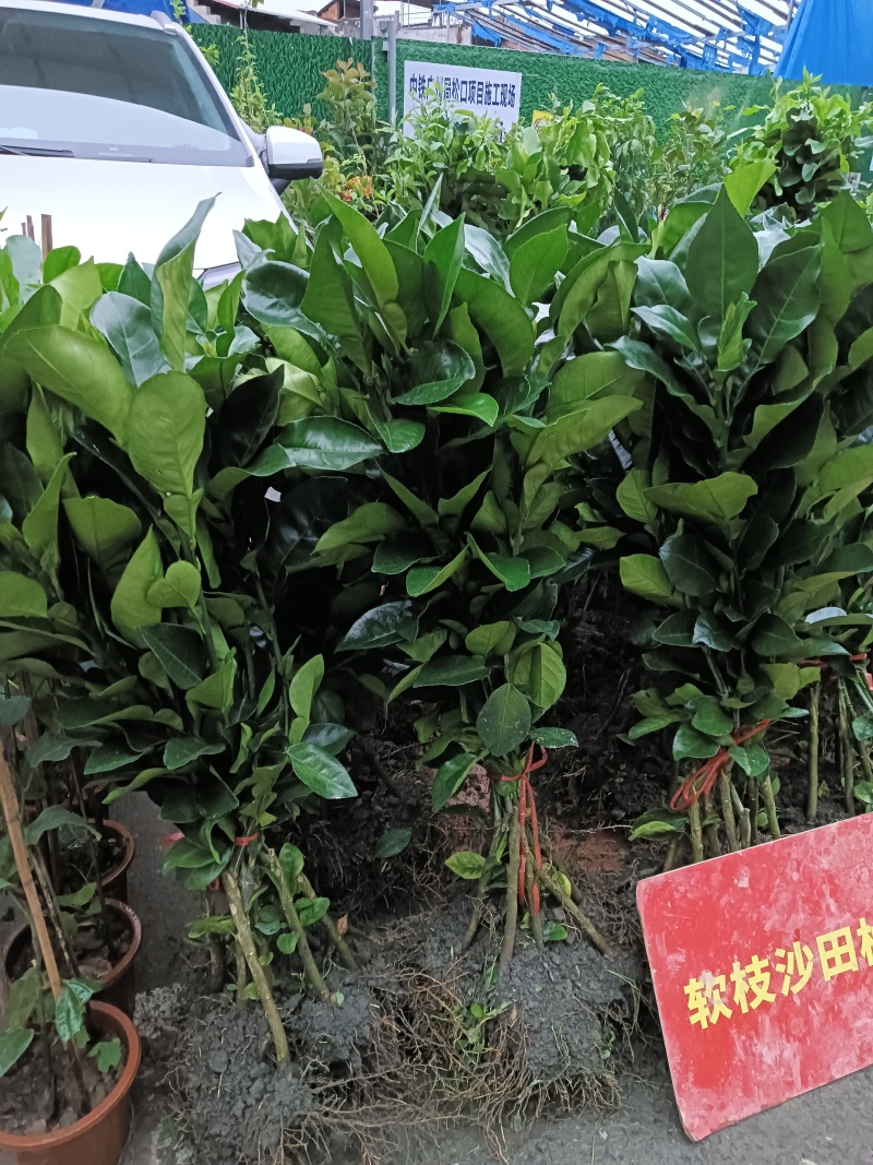 软枝沙田柚苗