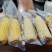滨州鲜食玉米大量现货，大量供应，支持一件代发，品质保证
