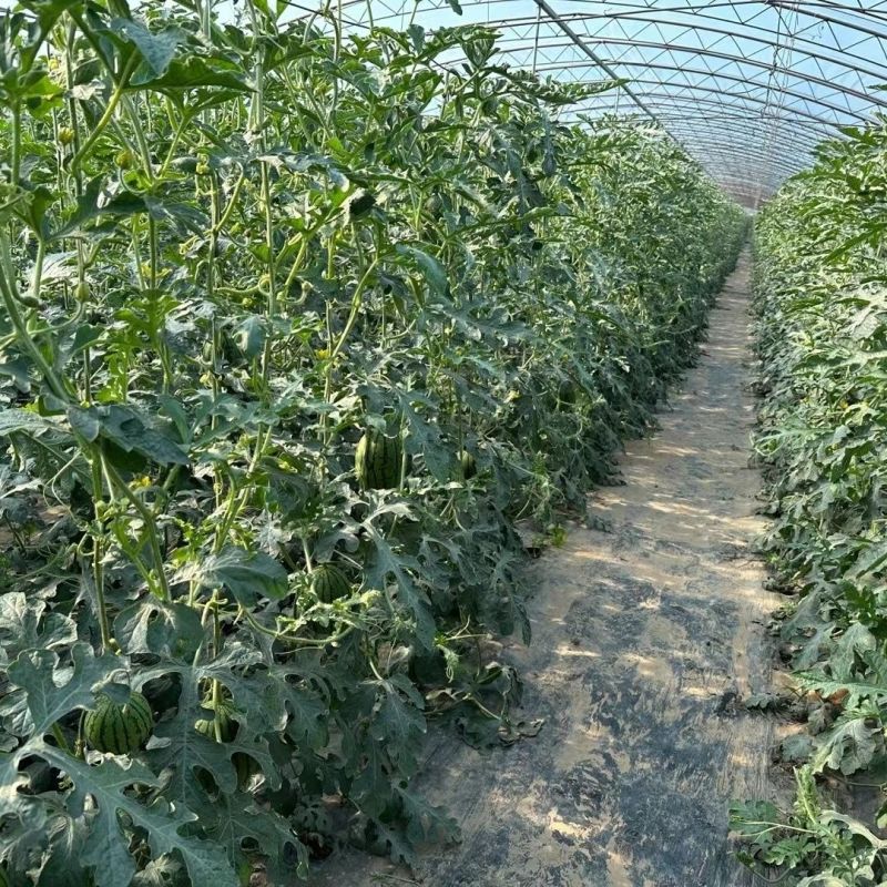 小吊瓜薄皮瓜小糖丸西瓜已上市价格合理，可视频看货全国发货