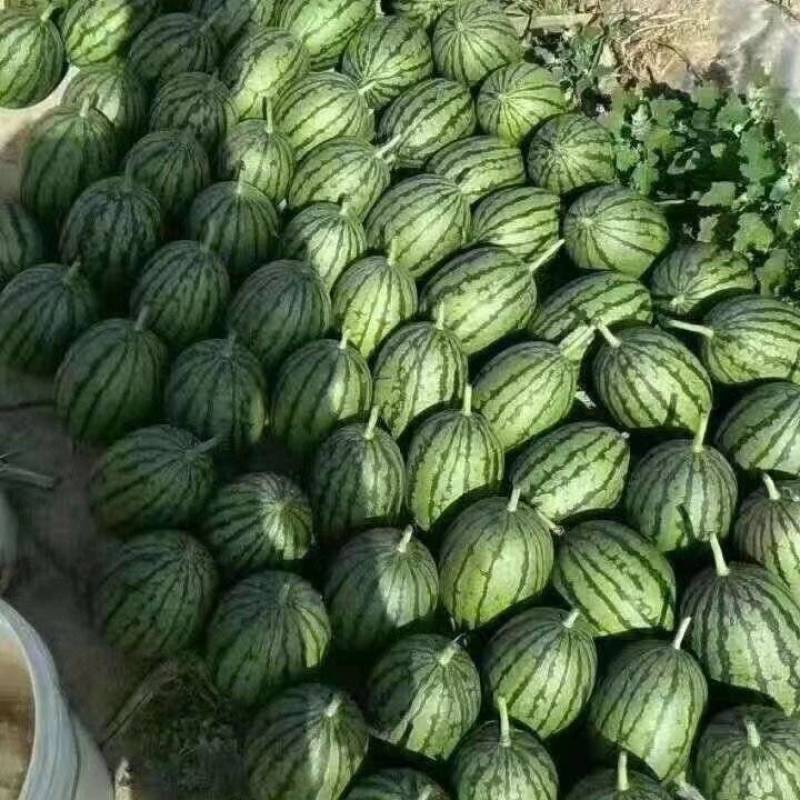 小吊瓜薄皮瓜小糖丸西瓜已上市价格合理，可视频看货全国发货