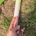 河南周口拇指钢葱，无花苞，可发挂车，量大从优