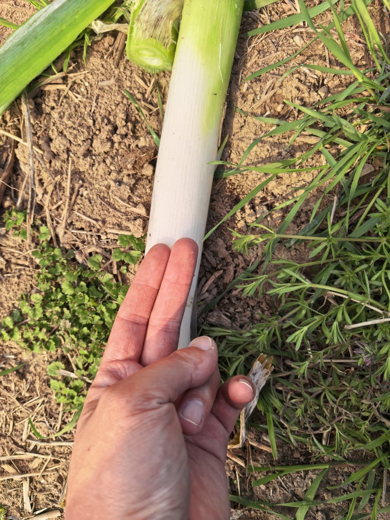拇指钢葱，无花苞