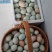 农村纯粮食生态放养土鸡绿壳土鸡蛋