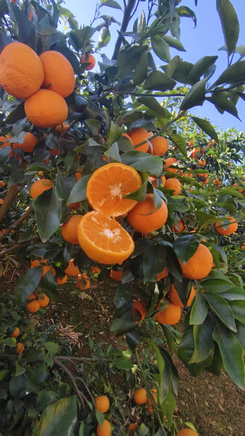 云南沃柑基地直供现摘现发规格齐全，视频看货对接市场批发商