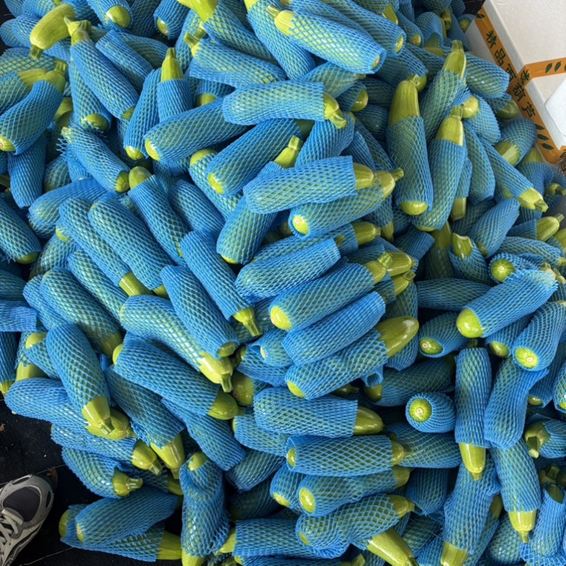 山东费县绿皮西葫芦，大量现货价格不贵