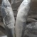 鲐鲅鱼200吨，全规格纯深海野生，货源充足稳定。