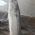 鲐鲅鱼200吨，全规格纯深海野生，货源充足稳定。