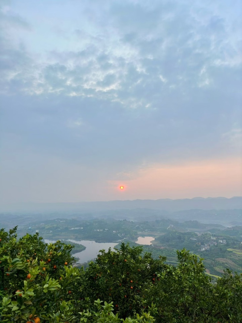 长寿湖血脐开卖啦