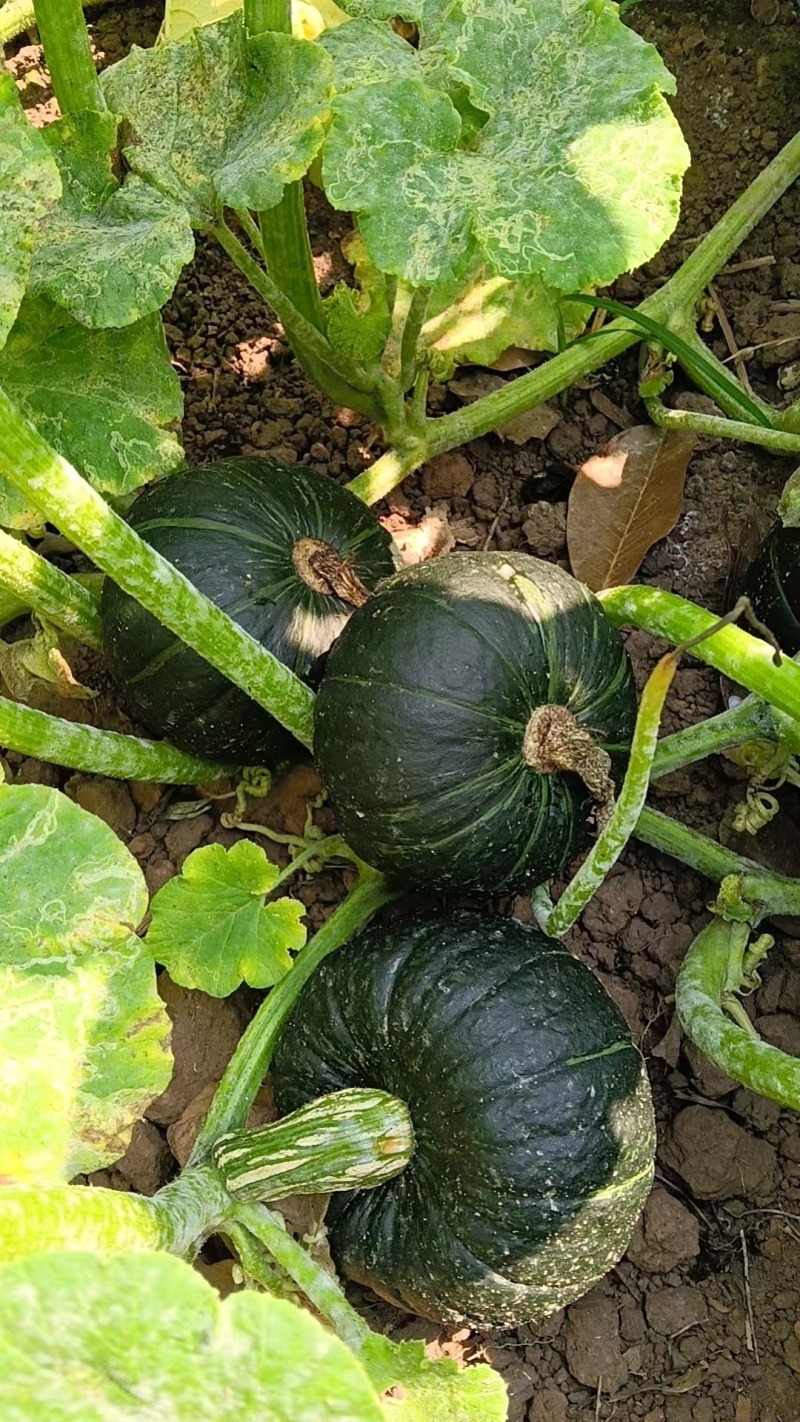 自种的贝贝南瓜规格5两—1.5斤—2斤