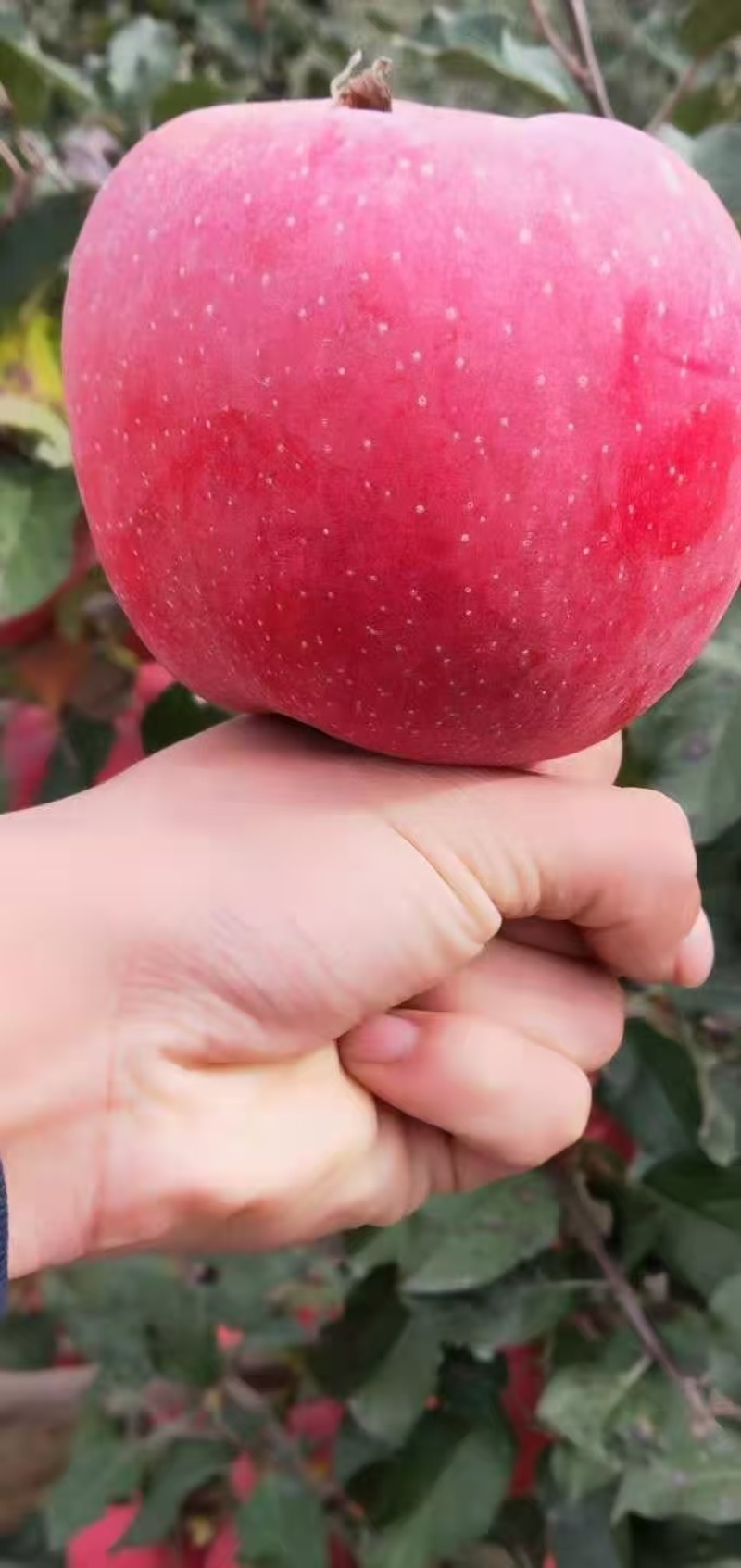 静宁红富士