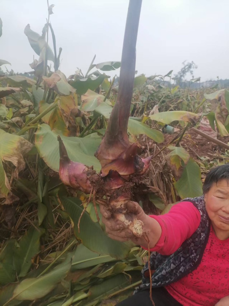 四川芭蕉芋淀粉/产区直发/货源充足/大量有货/欢迎大量