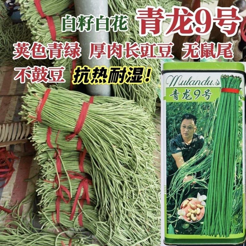 豇豆种子青龙9号长豆角种籽绿条长豇豆种子肉厚耐热耐湿豆角