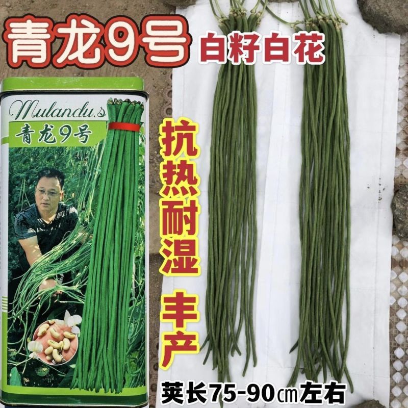 豇豆种子青龙9号长豆角种籽绿条长豇豆种子肉厚耐热耐湿豆角