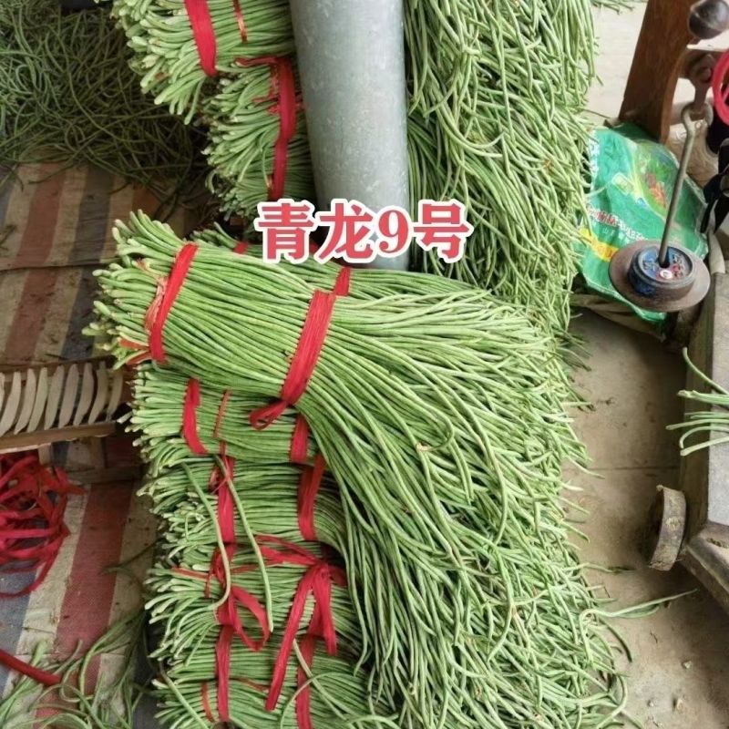 豇豆种子青龙9号长豆角种籽绿条长豇豆种子肉厚耐热耐湿豆角