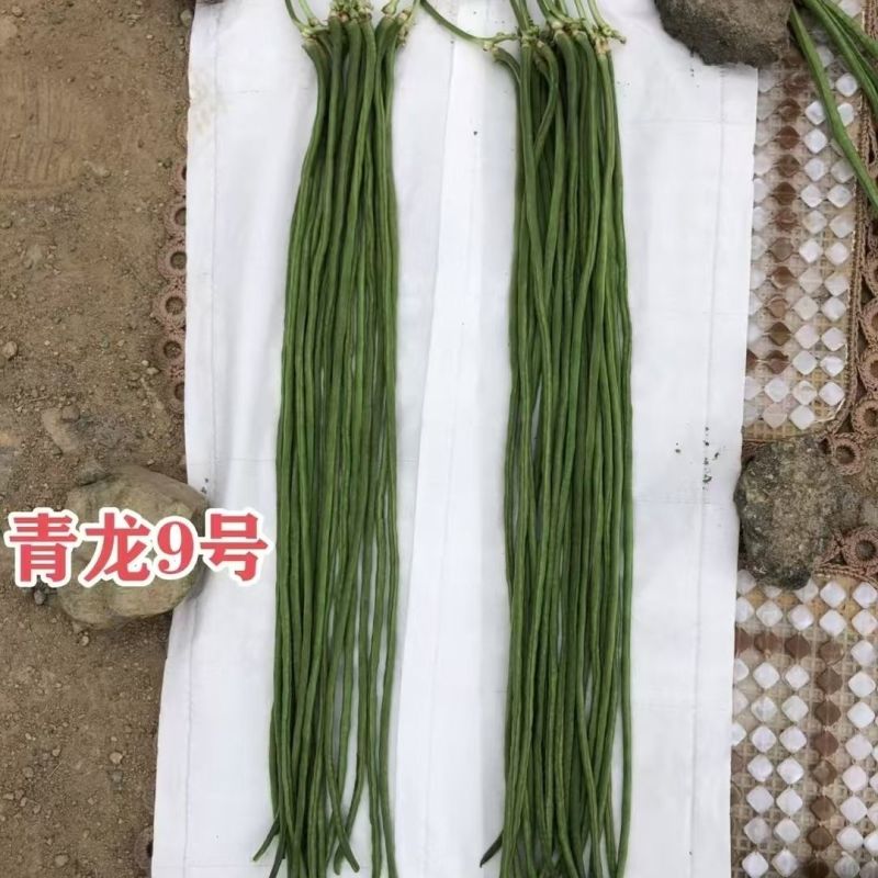 豇豆种子青龙9号长豆角种籽绿条长豇豆种子肉厚耐热耐湿豆角