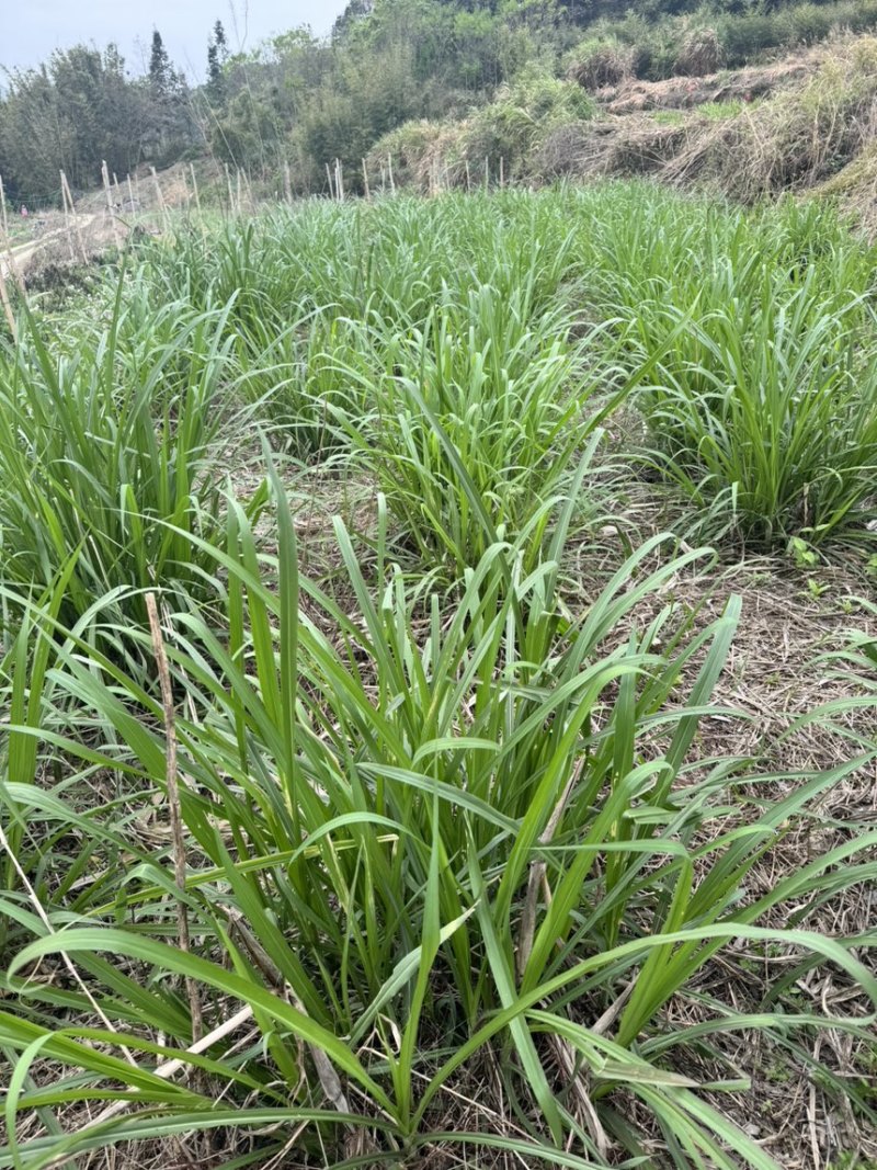 青储草料，甜象草粉碎裹包料牛羊饲料大量供应自有基地加工
