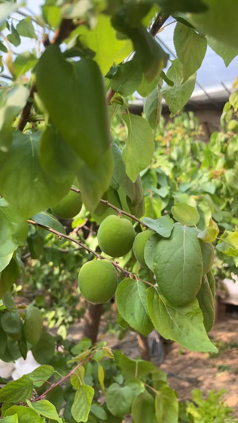 金太阳杏，凯特杏
