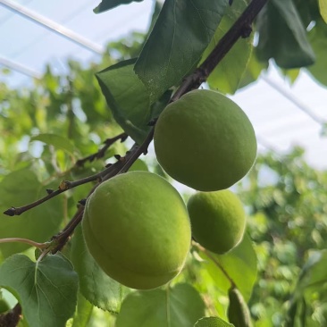 金太阳杏，凯特杏