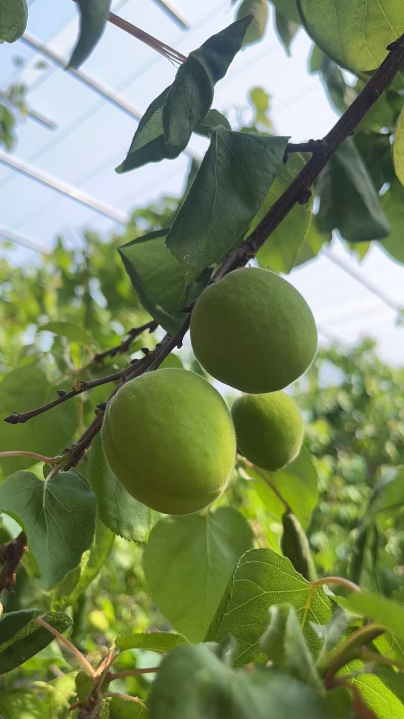 金太阳杏，凯特杏