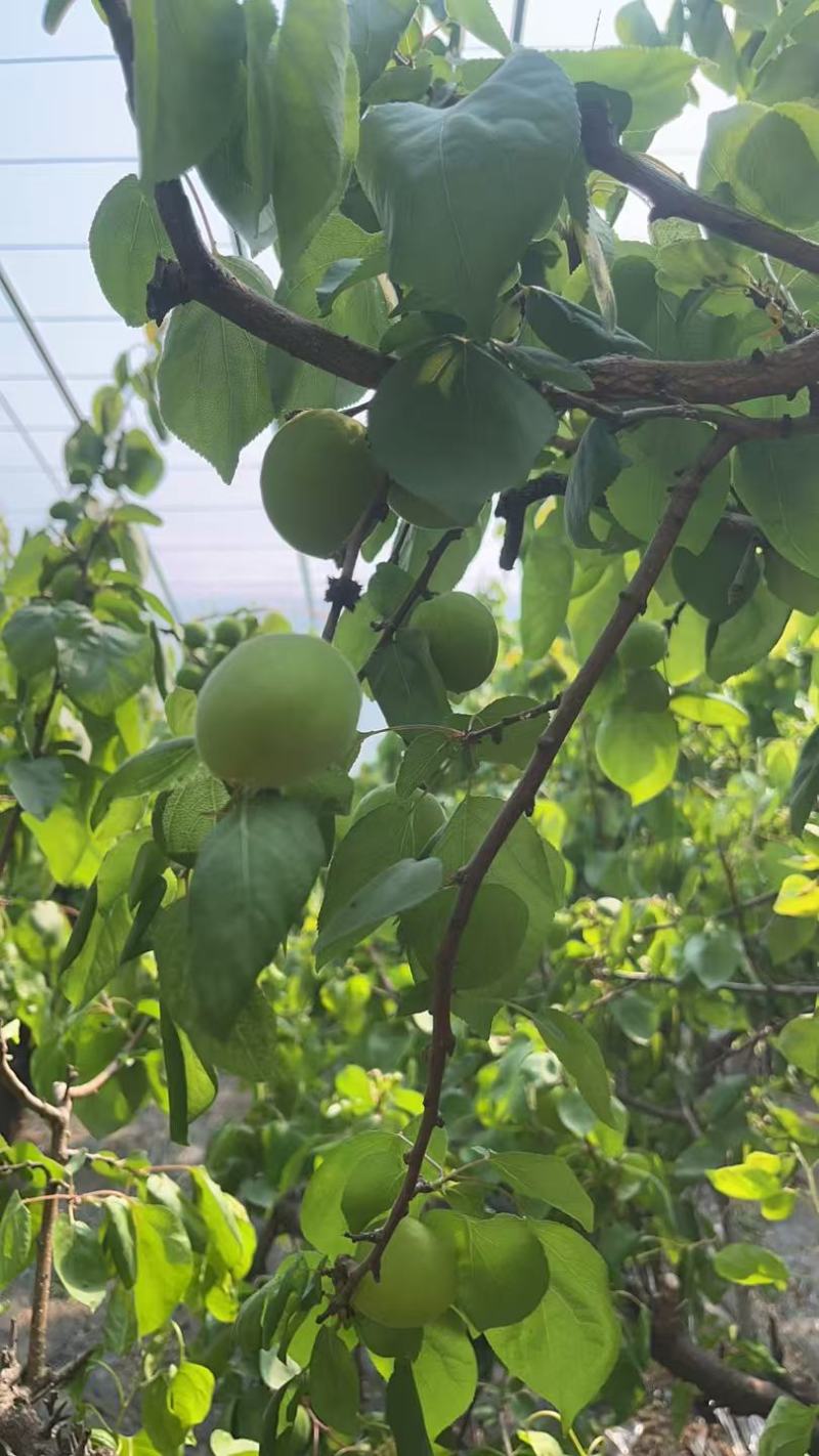 金太阳杏，凯特杏