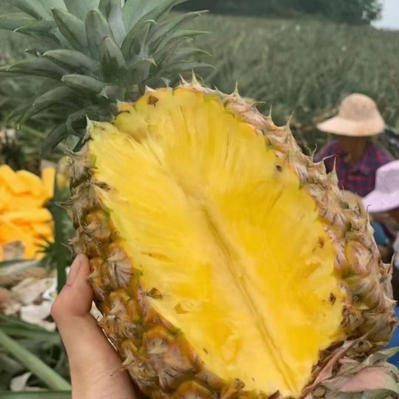 云南凤梨！专业一件代发！对接各大电商平台！
