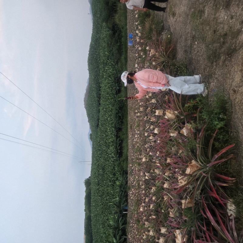 海南【金钻17凤梨】大量上市皮薄肉厚欢迎老板们洽谈合作