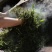 云南普洱古树茶，产地直发，保质保量，诚信经营，可视频看货