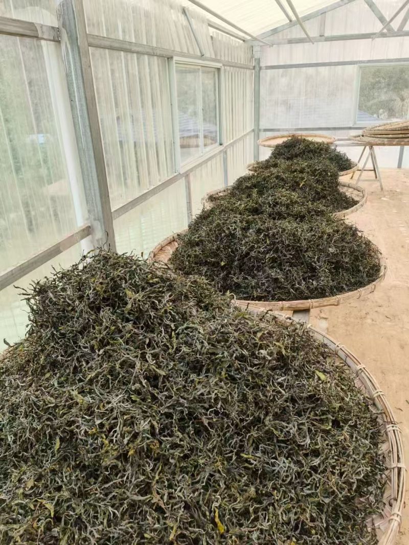云南普洱古树茶，产地直发，保质保量，诚信经营，可视频看货