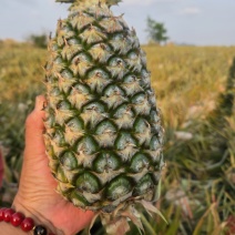 海南【金钻17凤梨】大量上市皮薄肉厚欢迎老板们洽谈合作
