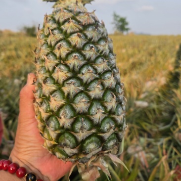 海南【金钻17凤梨】大量上市皮薄肉厚欢迎老板们洽谈合作