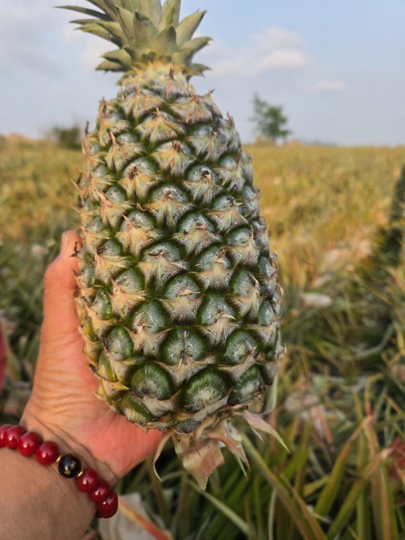 海南【金钻17凤梨】大量上市皮薄肉厚欢迎老板们洽谈合作