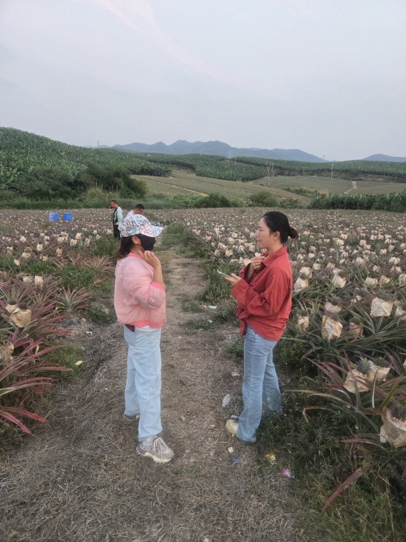海南【金钻17凤梨】大量上市皮薄肉厚欢迎老板们洽谈合作