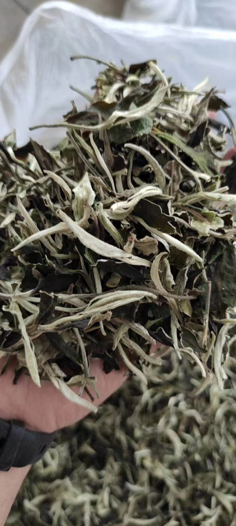 云南月光白茶，全国发货，品质保证，可对接电商商超等，量大从优