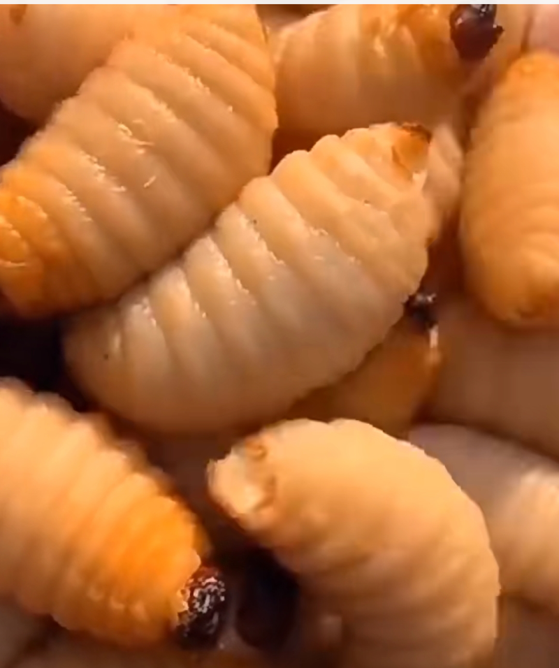 活竹虫