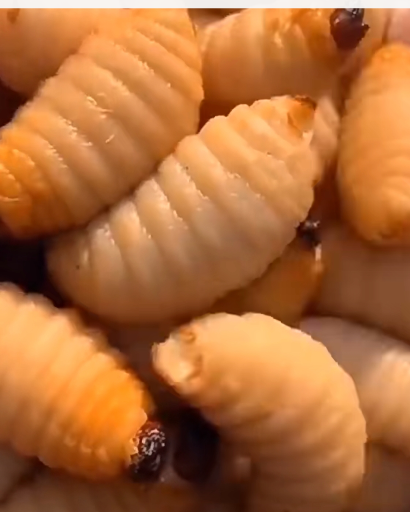 活竹虫