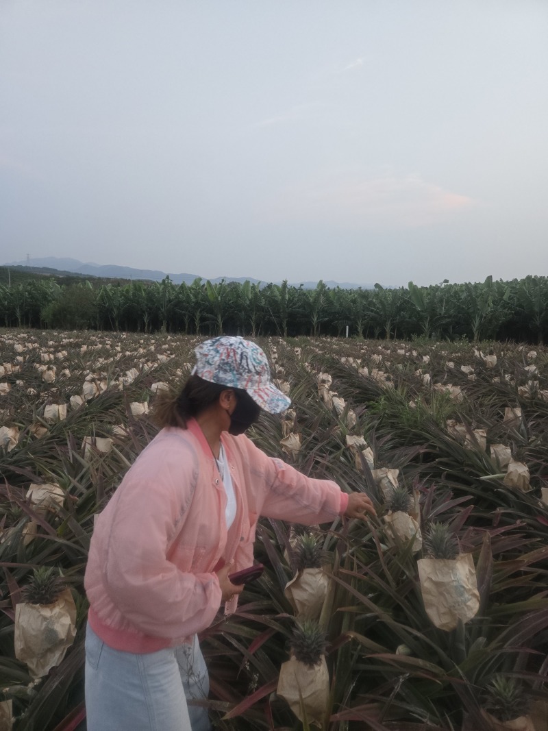 海南【金钻17凤梨】大量上市皮薄肉厚欢迎老板们洽谈合作