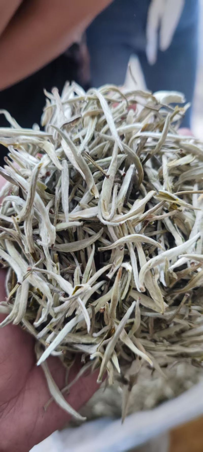 云南普洱白毫银针，诚信经营，量大从优，保质保量，欢迎选购