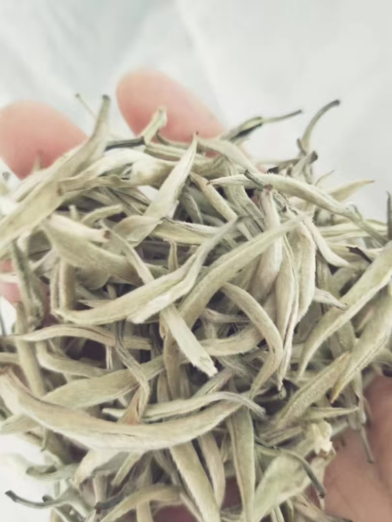 云南普洱白毫银针，诚信经营，量大从优，保质保量，欢迎选购