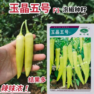 玉晶五号辣椒种子中熟白玉泡椒种籽辣味浓春秋露地腌制加工