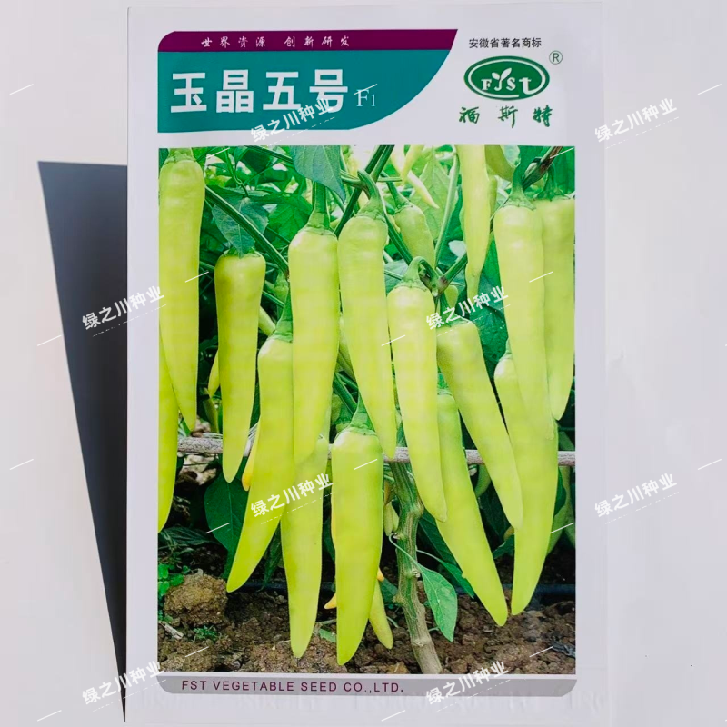 玉晶五号辣椒种子中熟白玉泡椒种籽辣味浓春秋露地腌制加工