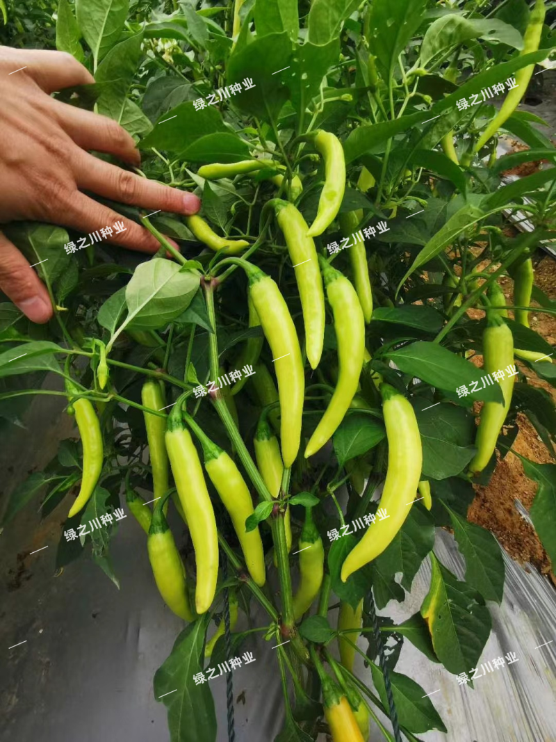 玉晶五号辣椒种子中熟白玉泡椒种籽辣味浓春秋露地腌制加工