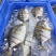 拉花金鲳鱼，可以定做6/7成鱼干